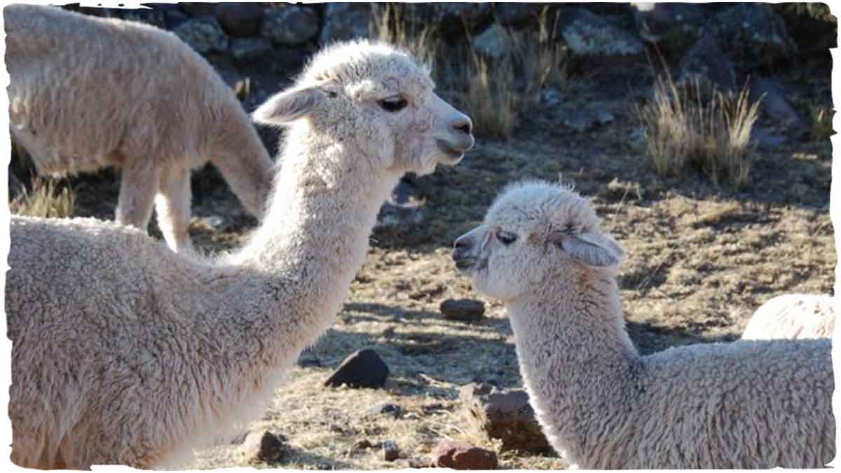 lana d'alpaca per ponchos