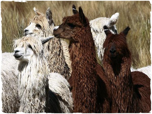 lana alpaca vendita online